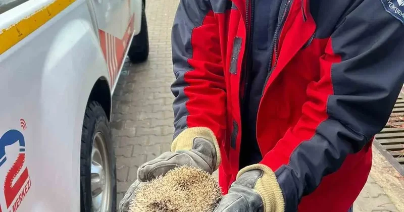 Burhaniye’de mazgala sıkışan kirpiyi itfaiye kurtardı