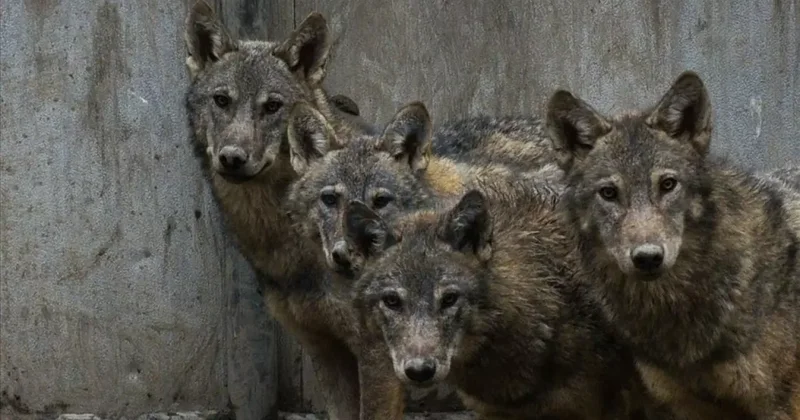 Kurtlar şehre indi! O anlar saniye saniye kamerada