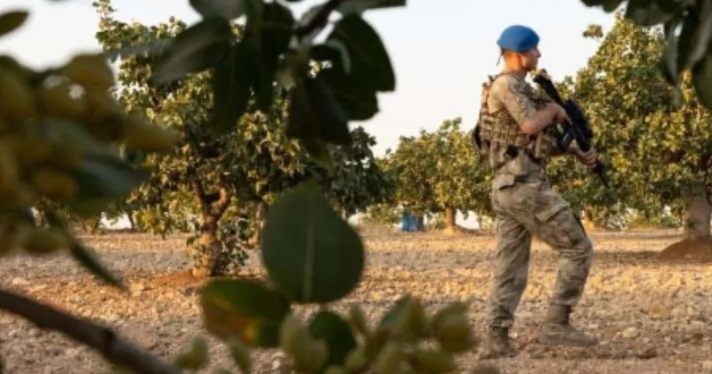 3 kilosuna daire satın alınıyor: Askerler tarlanın başında gece gündüz nöbete başladı Sözcü Gazetesi