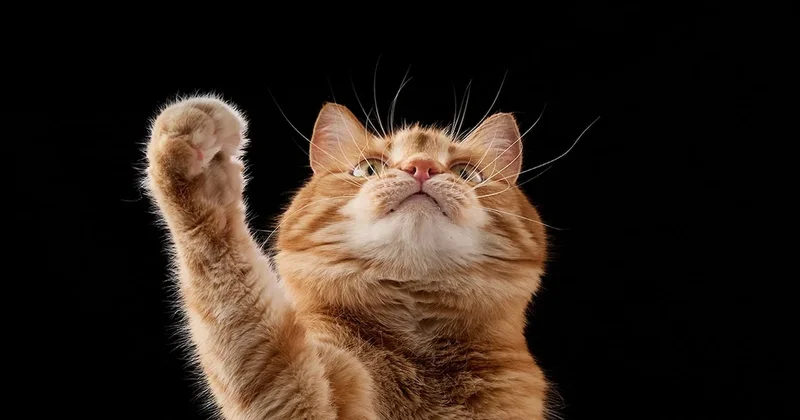 Kediler sahipleri olmadan ne kadar yaşayabilir? Bilim açıkladı Sözcü Gazetesi