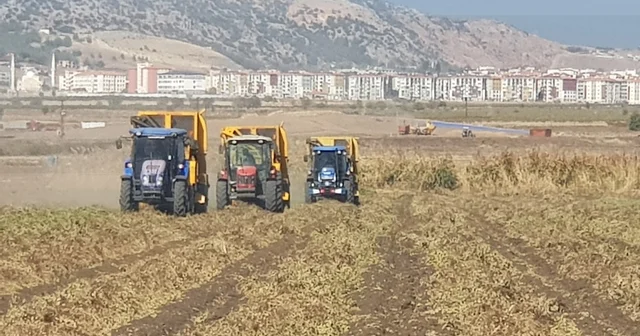 Gaziantep te yerfıstığı hasadı başladı Gaziantep Haberleri