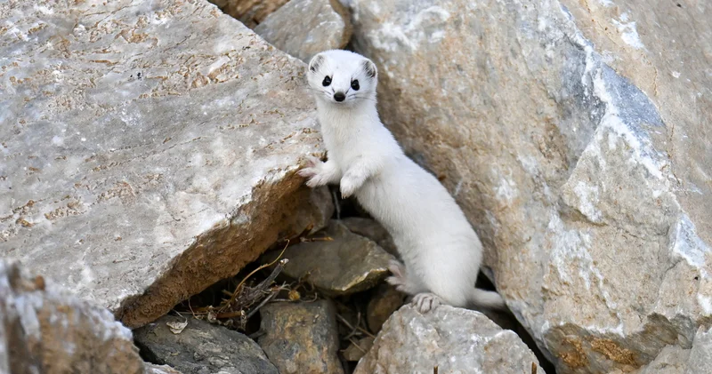 Van da nesli koruma altındaki beyaz gelincik görüntülendi