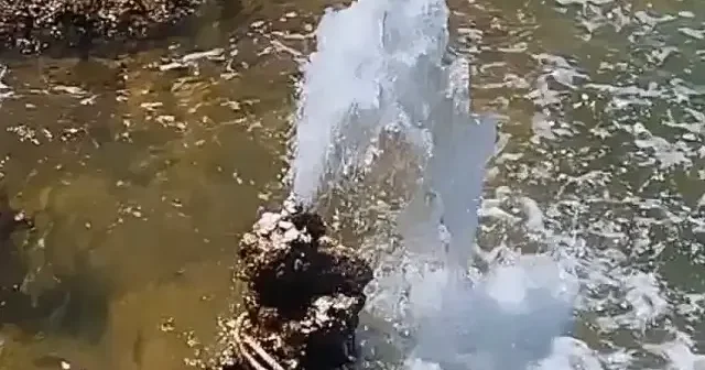 Van da şaşırtan manzara: Sodalı gölde tatlı su fışkırıyor VİDEO İZLE