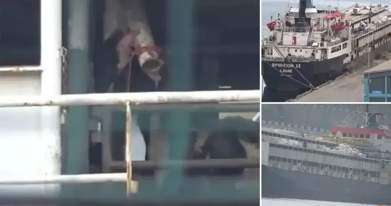 Bandırma da limana yanaşan gemide korkutan manzara: İnekler susuzluktan gemideki borulara saldırıyor Aktüel Haberleri