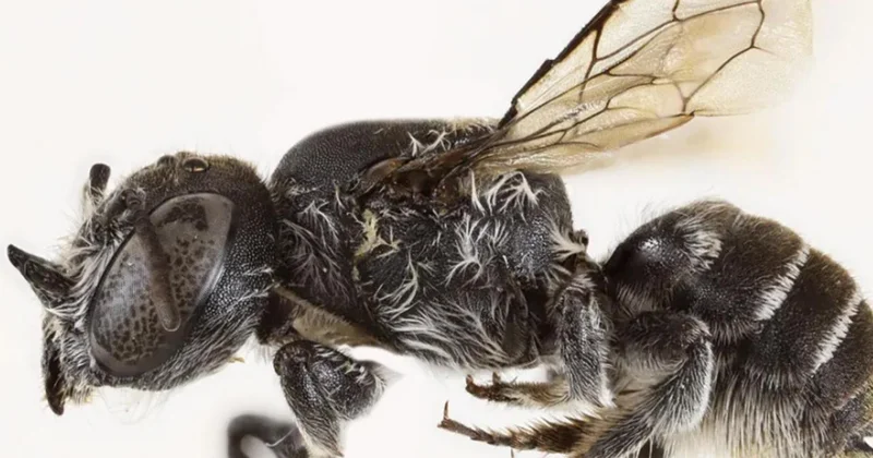 Avustralya’da şeytan boynuzlu yeni arı türü keşfedildi: Lucifer