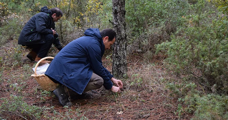 Ne ekiliyor ne sulanıyor... Kendiliğinden çıkıyor, servet kazandırıyor! Sözcü Gazetesi