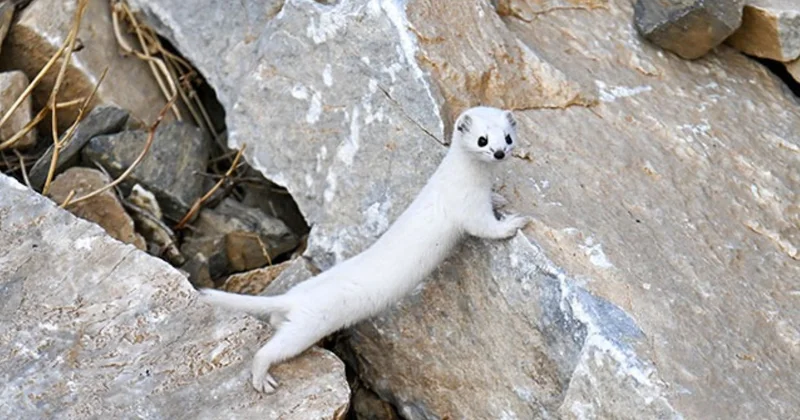 Yazın kahve kışın beyaza dönüyor: Tehlikeyi hemen hisseden hayvan o ilimizden çıktı Sözcü Gazetesi