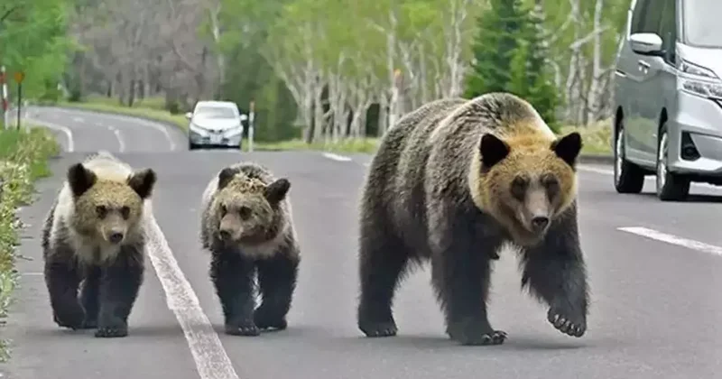 Ölümler rekor seviyeye ulaştı! Japonya ayılara askeri savaş açtı
