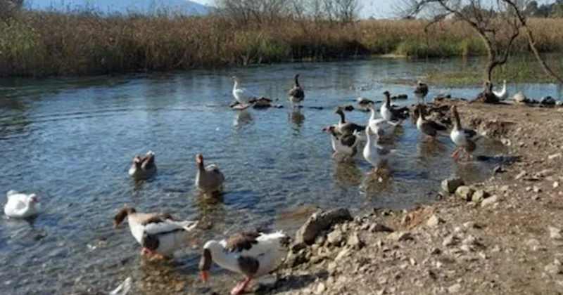 Turizm cennetinde kuş gribi alarmı! Ölü ördeklerde tespit edildi Sözcü Gazetesi