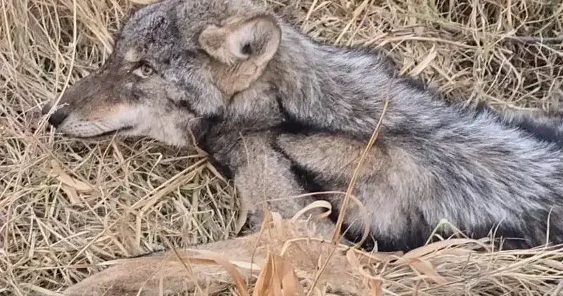 Iğdır da bitkin halde bulunan kurt koruma altına alındı Iğdır Haberleri