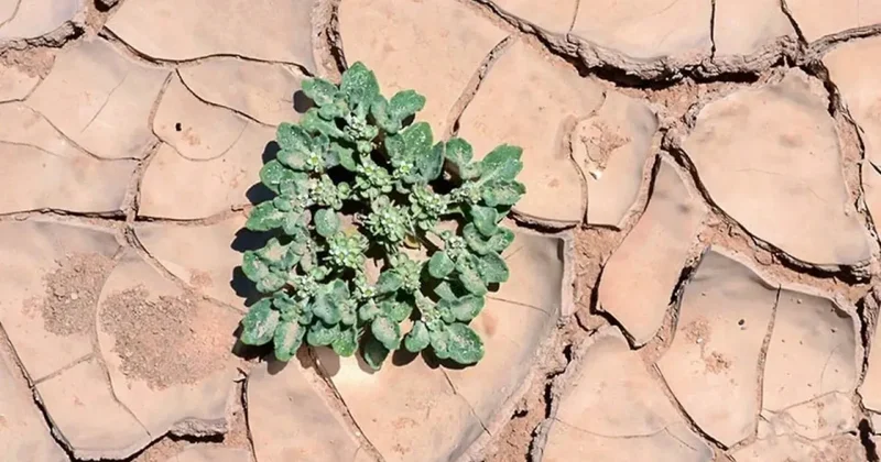 49°C sıcaklıkta bile yaşayan bu bitki tarımda her şeyi değiştirebilir Sözcü Gazetesi