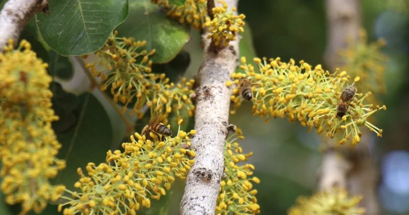 Şifa deposu balda hasat başladı: Kalbe çok faydalı Sözcü Gazetesi