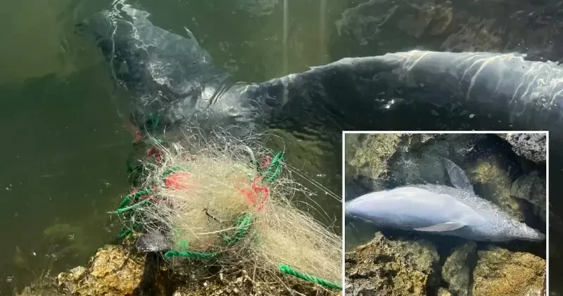 İzmir de balıkçı ağlarına takılan yunus karaya vurdu İzmir Haberleri