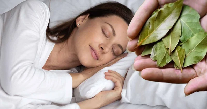 Her kasım ayında Fransızlar, yastıklarının altına defne yaprağı koyarak uyuyor Sözcü Gazetesi