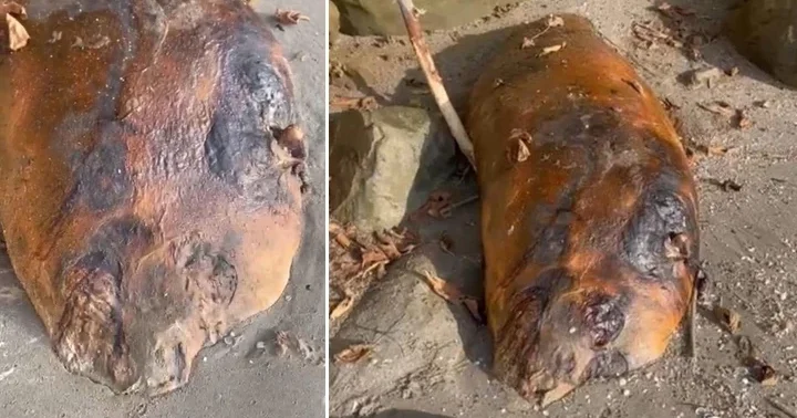 Tekirdağ da sahile vurdu! Kimse ne olduğunu anlamadı