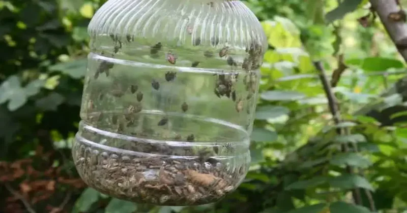 İlk kez Artvin de görülmüştü: Kabus Marmara ya ulaştı! Türkiye nin baş belası