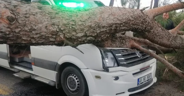 Seyir halindeki minibüsün üstüne ağaç devrildi Muğla Haberleri
