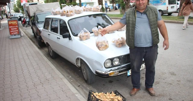 Ormanda sağanak yağmur altında kendiliğinden yetişiyor, kilogramı 350 TL den satılıyor Antalya Haberleri