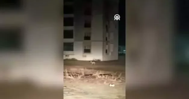 Aç kurtlar şehir merkezine indi