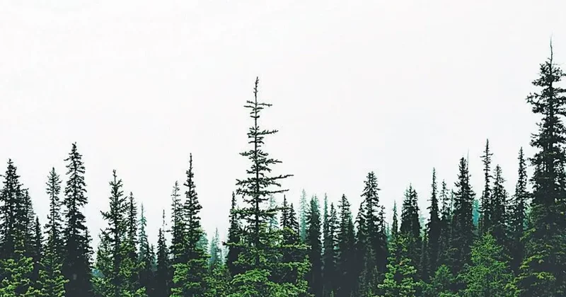 Türkiye orman rekortmeni