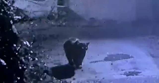 Rize de avcıların yakalayamadığı ayı güvenlik kamerasına yakalandı Rize Haberleri