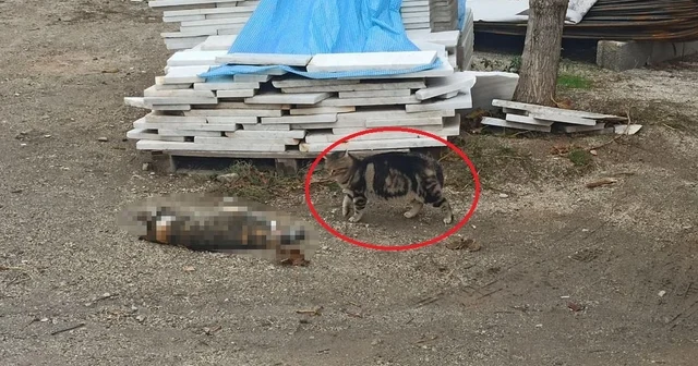 Otomobil kediye çarptı, bir başka kedi başında bekledi ;o anlar kamerada Kayseri Haberleri