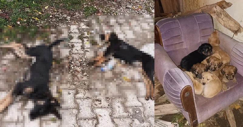 Köpekler zehirlendi, yavrular ortada kaldı Sözcü Gazetesi