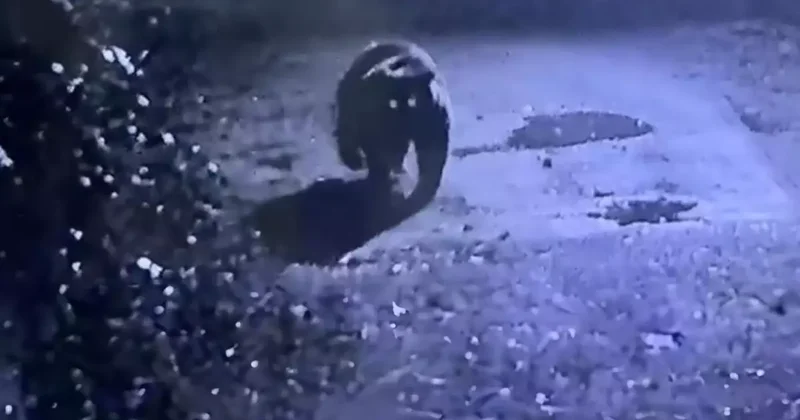 Bir ilin kabusu oldu! Görüntüyü izleyen avcılar harekete geçti