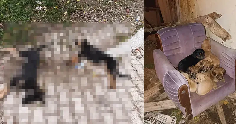 Sahipsiz köpekler zehirlenerek öldürüldü iddiası
