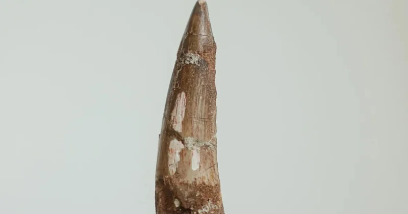 100 dolara alıp 1 milyon liraya satıyorlar Sözcü Gazetesi