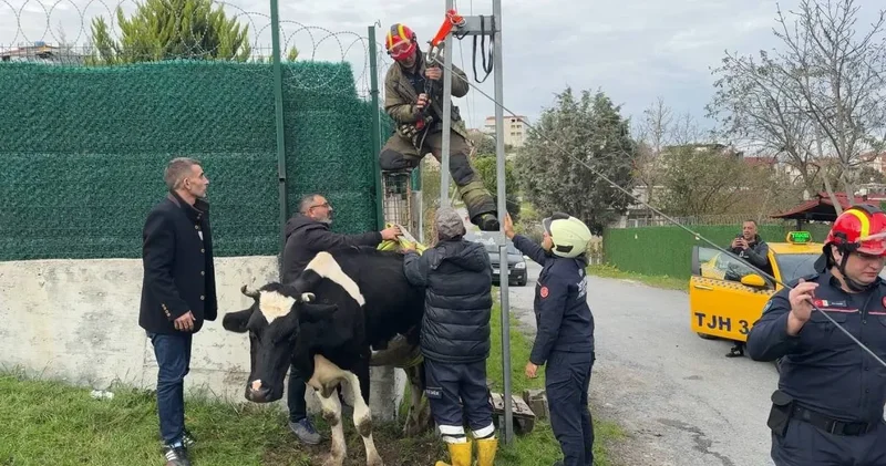 İstanbul un göbeğinde beklenmedik kare! İnek direğe sıkıştı