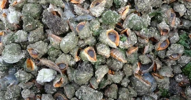 Karadeniz için en büyük iki tehdit: Deniz salyangozu ve taraklı medüz Son 50 yıldır Akdeniz den başlayıp Ege, Marmara ve Karadeniz e kadar uzanan göç rotasında ilerleyen yabancı türlerin sayısı her geçen gün artıyor Trabzon Haberleri