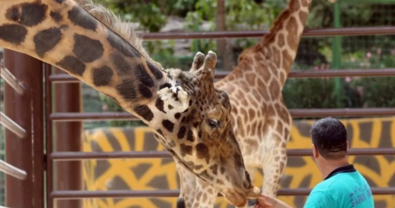 Uzman aylar önce uyarmıştı: Gaziantep Hayvanat Bahçesi’nin simgesi Zürafa Şakir öldü