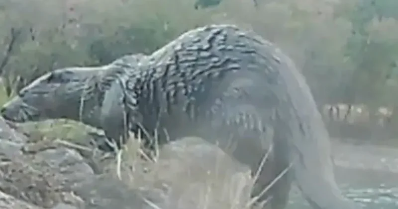 Su samurlarının doğal yaşamı fotokapana yansıdı