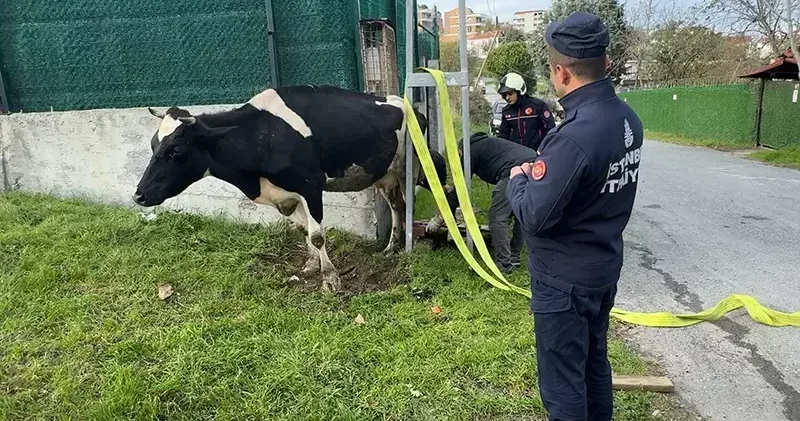 Avcılar da direk ile duvar arasında mahsur kalan ineği itfaiye kurtardı