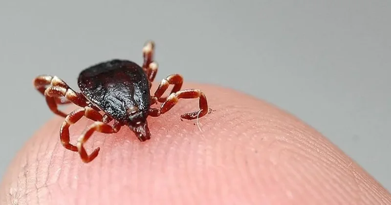 Türk bilim insanları kene aşısını buldu!