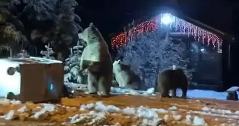 Ayılara kar topu attılar