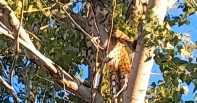 Anadolu parsı, Tunceli kırsalında ağaçta görüntülendi Tunceli Haberleri