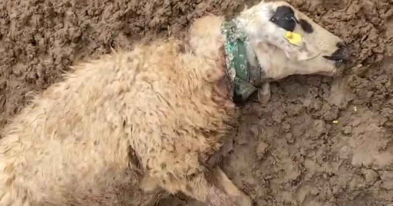 Köpeklerin saldırısına uğrayan 15 koyun telef oldu