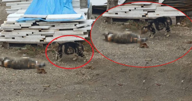 Yürekleri dağlayan anlar: Otomobilin çarptığı kedinin başında başka bir kedi bekledi