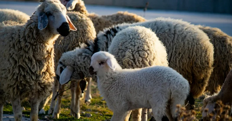 Bu da oldu! Tanesi 12 bin TL den icradan satılık koyun, kuzu... Sözcü Gazetesi