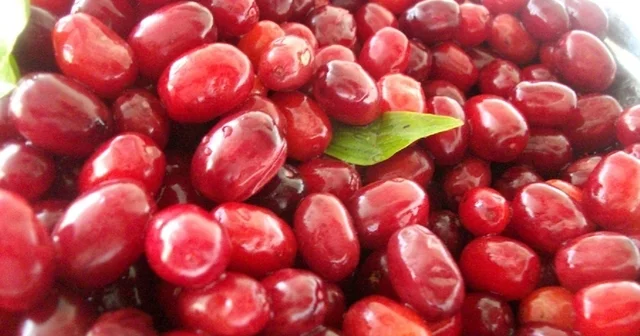 Soğuk algınlığına doğal çözüm: Kızılcık Erzincan Haberleri