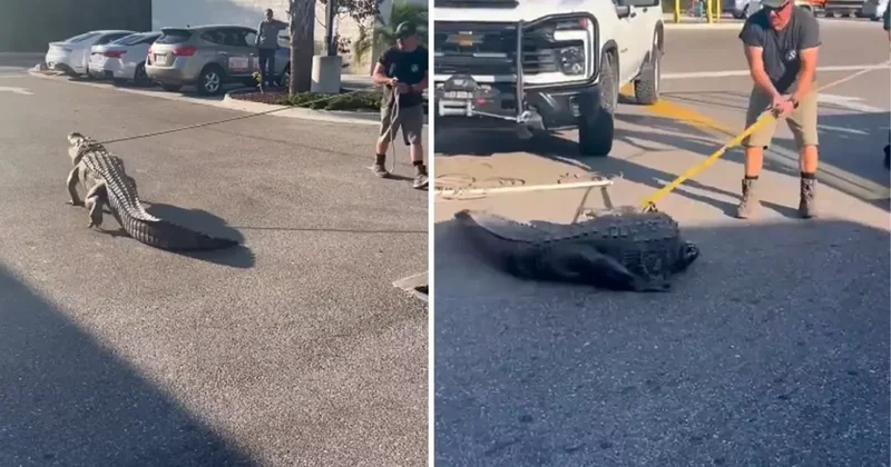 Florida da marketin önünde 3 metrelik timsah paniği