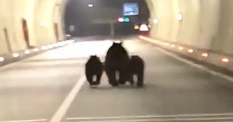 Amasra’da tünelde 3 ayı sürprizi