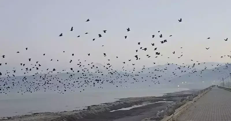 Bitlis te gökyüzünde karga yoğunluğu kamerada