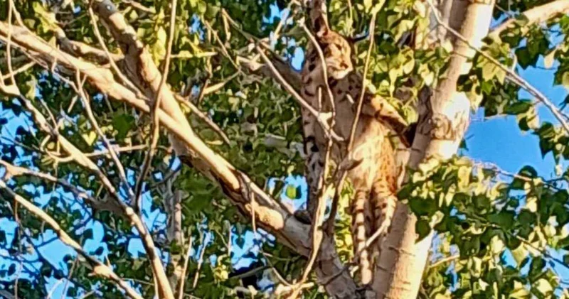 İlk defa bu kadar yakından görüntülendi: Anadolu parsının asaleti büyüledi
