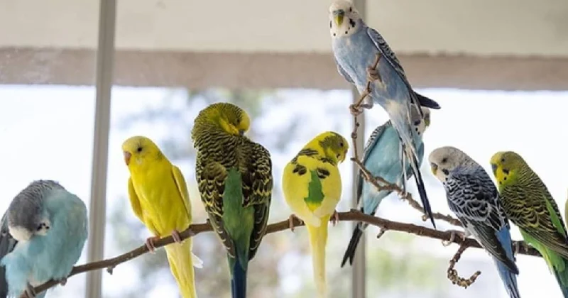 Muhabbet kuşları neden tek ayak üzerinde durur? Uzmanlar anlamını açıkladı Sözcü Gazetesi