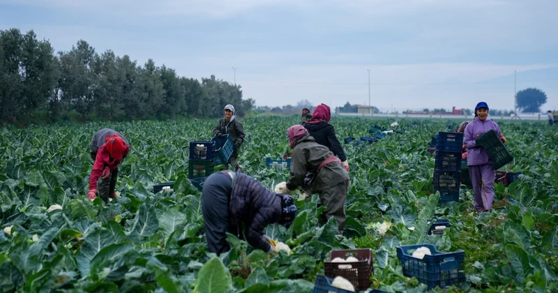 Kışlık sebze tarlalarında hasat telaşı Sözcü Gazetesi