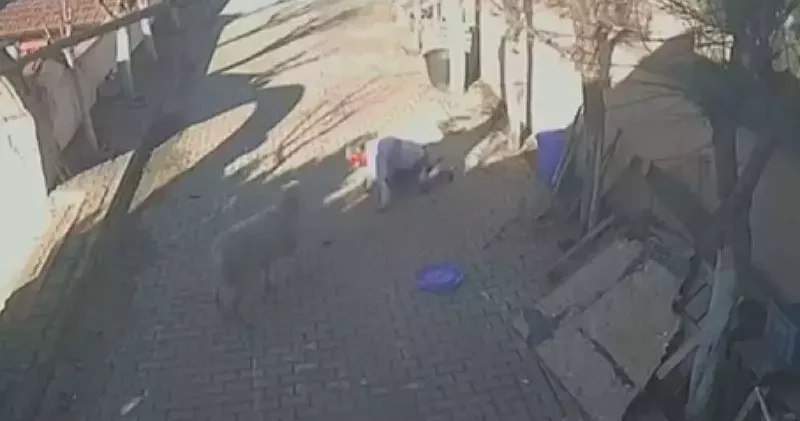 Silivri de beslediği koçun dakikalarca saldırısına uğradı, kaburgaları kırıldı