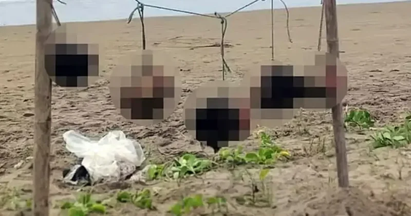 Ülkede şok etkisi yaratan görüntü: İpe asılı 5 insan kafası bulundu